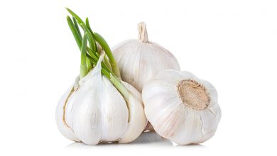 پیش‌بینی برداشت ۴۶ هزار تن سیر از مزارع استان همدان