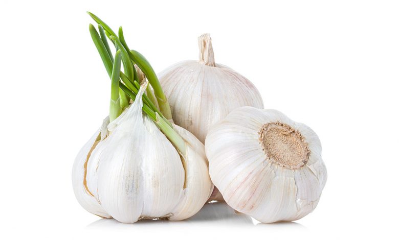 پیش‌بینی برداشت ۴۶ هزار تن سیر از مزارع استان همدان