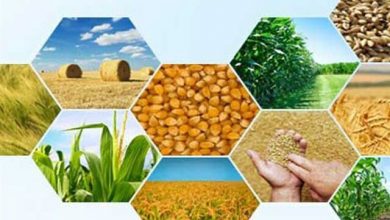 پیش‌بینی رشد 32 درصدی تولیدات کشاورزی کشور
