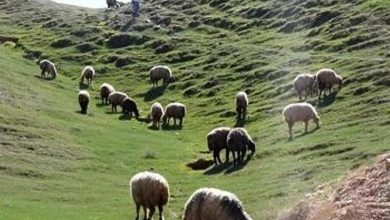 چرای مفرط دام مهمترین عامل تخریب جنگل‌های خراسان شمالی