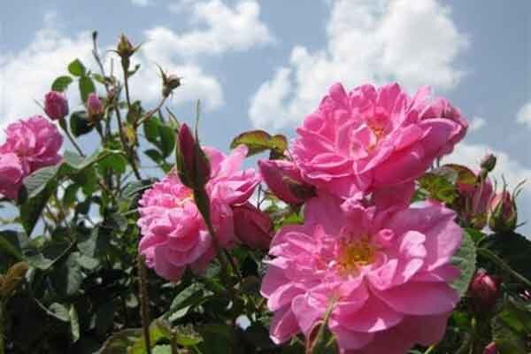 کارآفرینی با رایحه گل‌محمدی در ‌چهارمحال و بختیاری