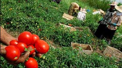 کشاورزان گوجه‌کار گتوند در انتظار حمایت