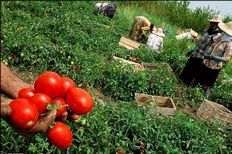 کشاورزان گوجه‌کار گتوند در انتظار حمایت