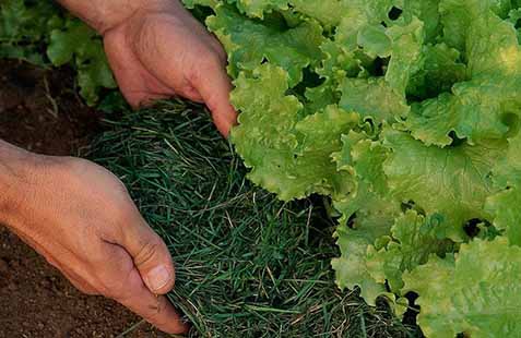 کود سبز، جایگزینی مناسب برای آتش زدن مزارع
