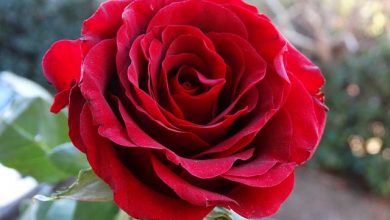 گل رزهایی که در کویر می‌رویند و سر از هلند در می‌آورند