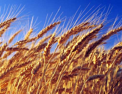 گندم‌زار طلایی و ابزار سنتی برداشت
