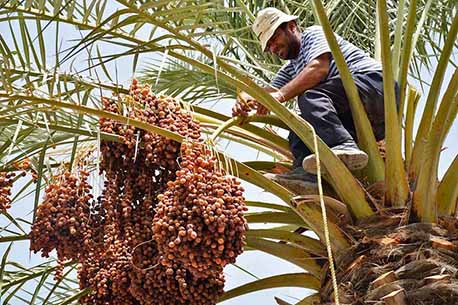 232 هزار تن خرما در سیستان و بلوچستان برداشت می‌شود