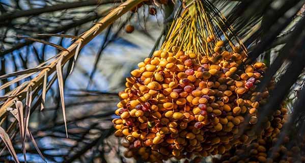 آغاز برداشت خارک؛ نخستین میوه نخلستان های استان بوشهر