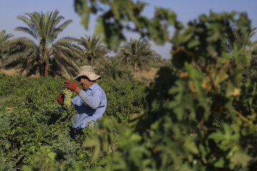 آنجا که تاک‌ها در سایه نخلستان نشسته‌اند...