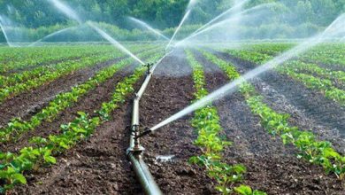 اجرای آبیاری تحت فشار در ۷۰۰ هکتار از اراضی کشاورزی شادگان