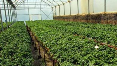 افزایش دو برابری سطح کشت سبزی و صیفی گلخانه‌ای در چهارمحال و بختیاری