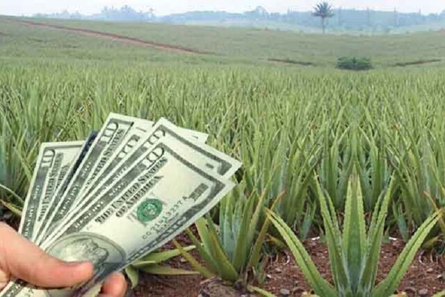 باید به سمت کشاورزی قراردادی برویم پیشنهاد راه‌اندازی منطقه آزاد کشاورزی در جنوب کرمان