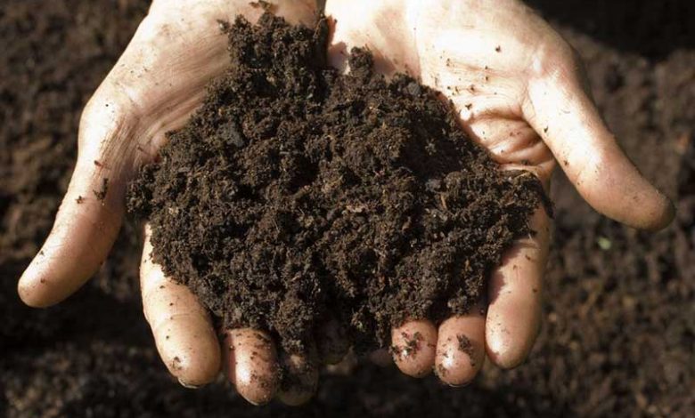 خاک مازندران شور می‌شود؟