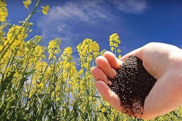دستیابی به رکورد جدید تولید هسته‌های اولیه بذر در کشور
