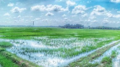 دعوت از نوآوران برای ارایه راهکار کاهش آب‌شویی و هدررفت اوره در کشاورزی