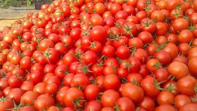 دولت بیش از ۷ هزار تُن گوجه کشاورزان جنوب کرمان را خرید