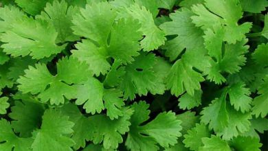 زراعت گیاهان داروئی گشنیز