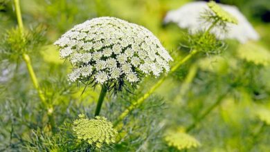 زراعت گیاهان داروئی "گلپر"