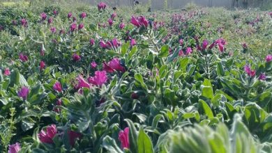 طرح ملی مکانیزه ریزکاشت گیاهان دارویی اجرا شد