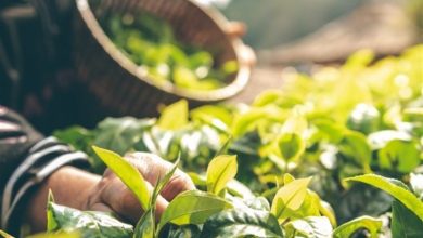 طرح ملی مکانیزه ریزکاشت گیاهان دارویی اجرا شد