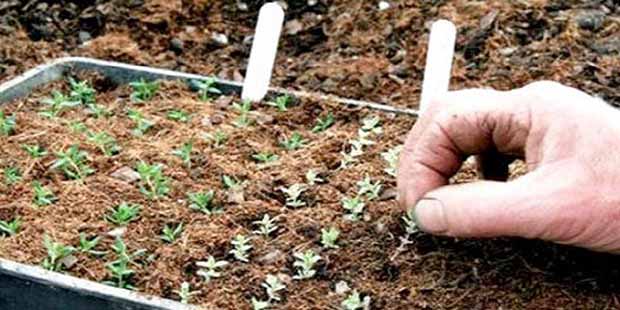 فراخوان بومی‌سازی دانش فنی تولید بذر