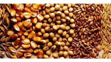 نابسامانی بازار نهاده‌های دامی هفت ماهه شد