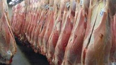 پارادوکس در بازار گوشت؛ تولید و قیمت همزمان بالاست