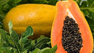 پاپایا محصولی با قابلیت تولید آسان و ارزآوری بالا