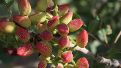 پسته‌کاری در دامغان و طرح طلایی اشتغال نیروهای بومی