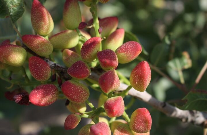 پسته‌کاری در دامغان و طرح طلایی اشتغال نیروهای بومی