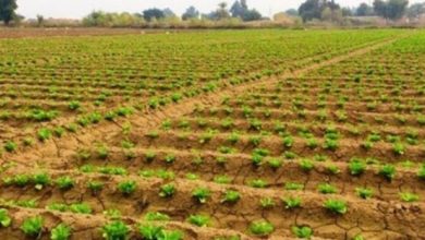 کشت تابستانه خوزستان ادامه دارد