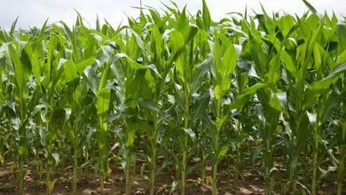 کشت ذرت علوفه‌ای در سمنان تا پایان تیرماه ادامه دارد