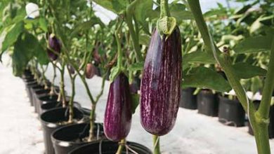 کشت نشائی بادمجان در ابرکوه مصرف آب و زمان برداشت را کاهش داد