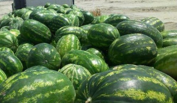 گزارش ضربه سنگین ترکیه به صادرات هندوانه ایران وقتی ترک‌ها یک شبه قانون تجارت جهانی را زیرپا گذاشتند