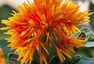 گلرنگ‌های طرح P.V.S خرامه به گُل نشست