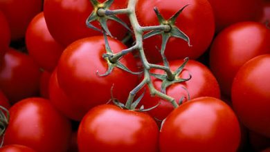 گوجه را در گلستان شخم می‌زنند!