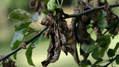 آتشک، آتش به جان باغداران اصفهان انداخت نگرانی از بروز چالش برای 300 هزار تن سیب تولیدی در سمیرم