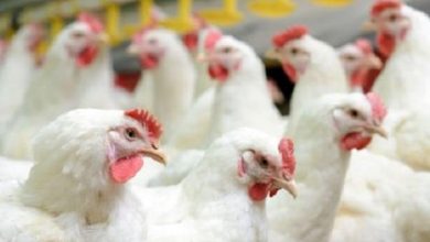 ارزآوری ۲ میلیون دلاری صادرات طیور از خراسان جنوبی