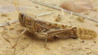 امسال ملخ‌ها زودتر به ایران حمله می‌کنند
