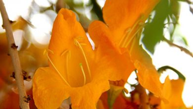 این پژوهشگر برتر، انار شیطان را در لارستان احیا کرد