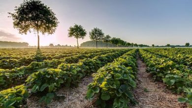 توصيه های هواشناسی کشاورزی از تاريخ 5 شهریور لغايت 9 شهریور 99