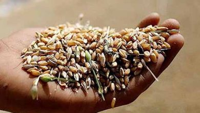 تولید سالانه ۹۴۰۰ تُن بذر گندم و جو در قزوین
