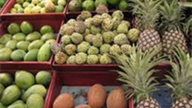 سرمایه گذاری کافی برای تولید میوه های گرمسیری نشده است