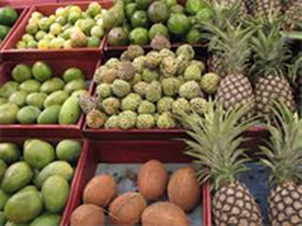 سرمایه گذاری کافی برای تولید میوه های گرمسیری نشده است