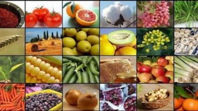 سهم ناچیز از سبد صادرات محصولات تبدیلی کشاورزی در روزهای کرونایی