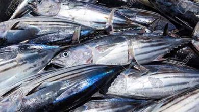 قیمت کنسرو ماهی تن با آغاز فصل برداشت ارزان می‌شود