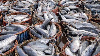 مکانیزاسیون باعث افزایش ۴۰ درصدی تولیدات شیلاتی می شود