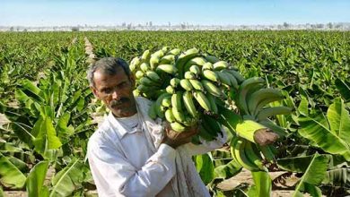 چهار پدیده مخرب جوی به بخش کشاورزی سیستان و بلوچستان خسارت زد