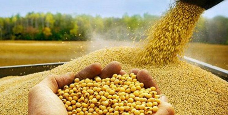 111وعده‌های بی‌فرجام مسئولان برای تأمین خوراک دام سویا کیلویی 13 تومان هم پیدا نمی‌شود