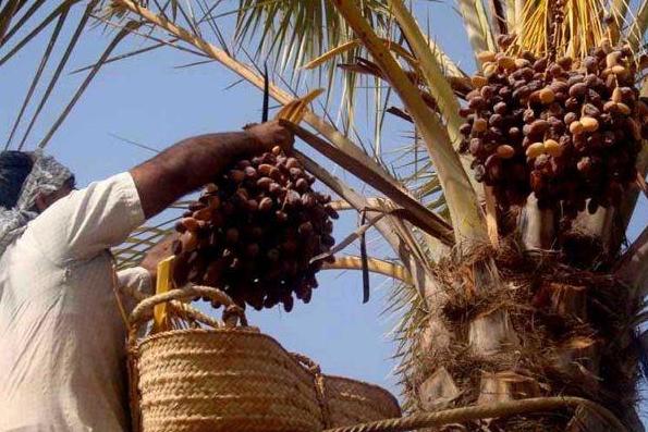 آغاز برداشت خرما از نخلستان‌های شهرستان طبس